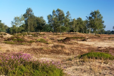 Tweede fase van natuurherstelwerken in Wild-en Wandelpark Molenheide gaat van start